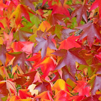 Säulen-Amberbaum Slender Silhouette 200-220cm im Co