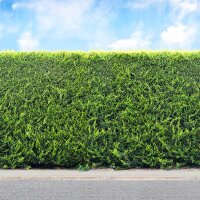 Thuja Brabant 60-80cm am Ballen