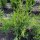 Thuja Brabant 60-80cm am Ballen