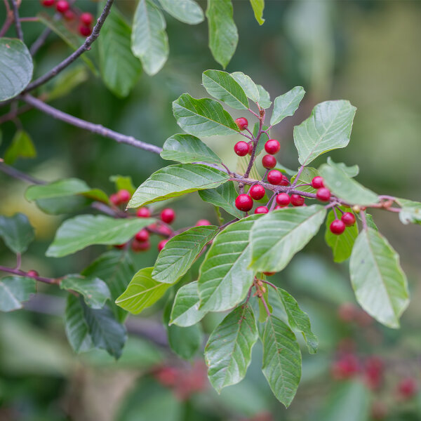 Faulbaum, Pulverholz 100-125cm