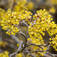 Kornelkirsche Halbstamm | 10-12cm Stammumfang