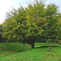 Weißer Maulbeerbaum 60-80cm im Co