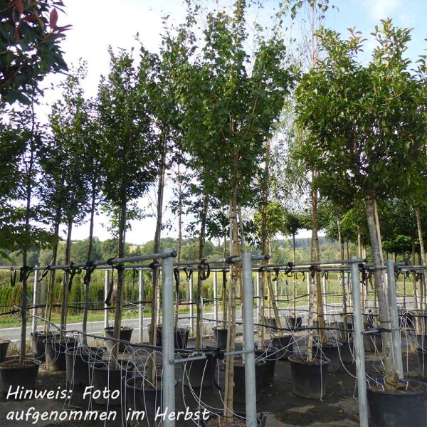 Feld-Ahorn Elsrijk Hochstamm Stammumfang 6-8cm im Co