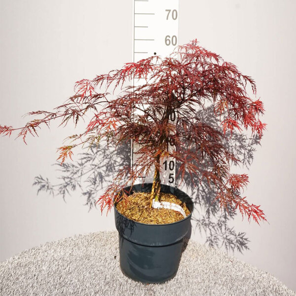 Dunkelroter Schlitzahorn Dissectum Garnet 60-80cm im C12