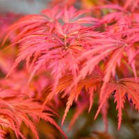 Dunkelroter Schlitzahorn Dissectum Garnet 60-80cm im C12