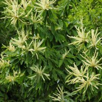 Esskastanie Marlhac Stamm 100-110cm 12-14 cm Stammumfang im Co