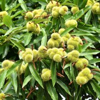 Esskastanie Lyon Hochstamm 10-12  im Co