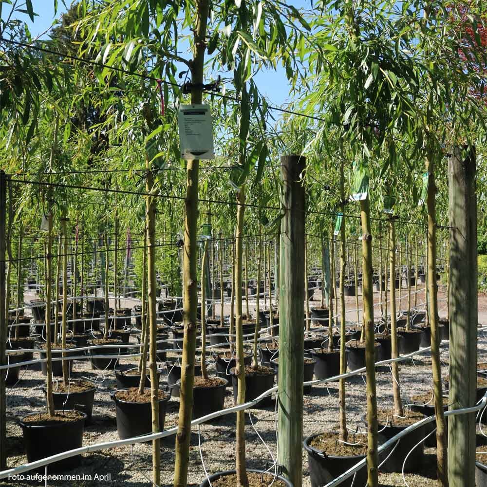 Trauerweide 'Tristis' Hochstamm gnstig bestellen - GartenGarten Pfla,  167,50