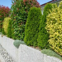 Gold-Liguster 80-100cm im 3l Topf