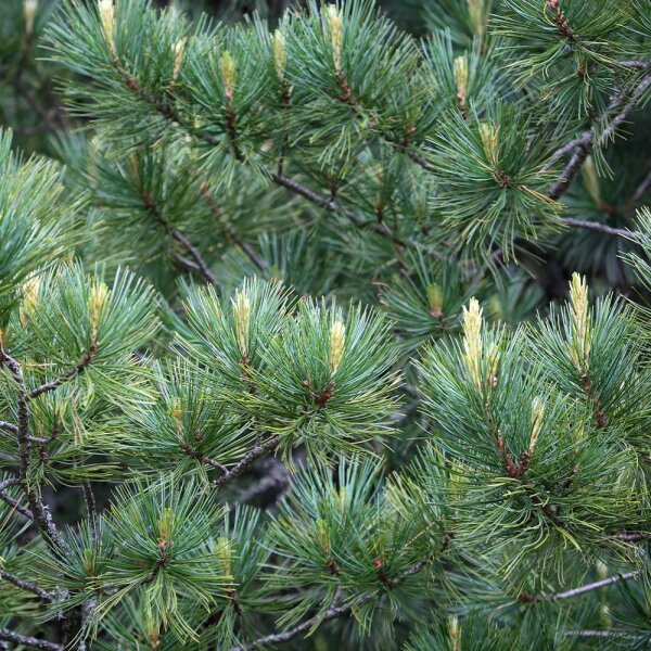 Zirbe 60-80cm am Ballen