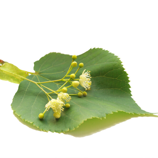 Stadt-Linde Greenspire Hochstamm | 10-12cm Stammumfang