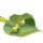 Stadt-Linde Greenspire Hochstamm | 10-12cm Stammumfang