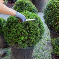 Heimische Eibe Kugel Ø 40-50cm am Ballen
