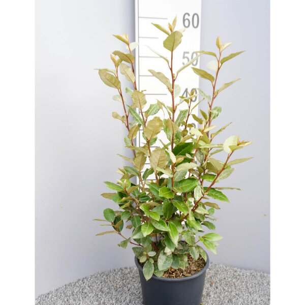 Wintergrüne Ölweide Compacta 40-60cm