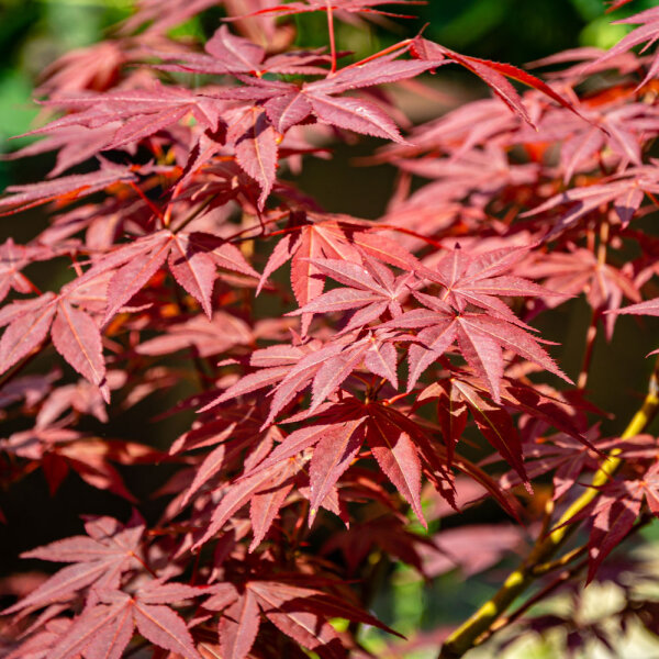 Rotblättriger Fächerahorn  Atropurpureum  175-200cm