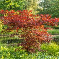 Rotblättriger Fächerahorn  Atropurpureum...