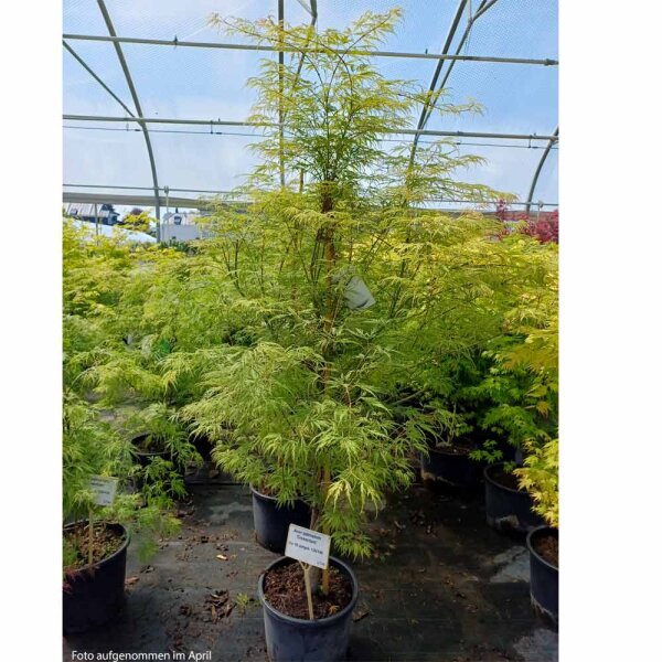 Japanischer Schlitzahorn Dissectum 125-150cm