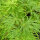 Japanischer Schlitzahorn Dissectum 125-150cm