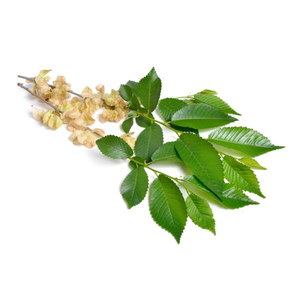 Berg-Ulme Hochstamm | 8-10cm Stammumfang am Ballen