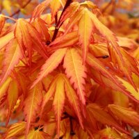 Fächerahorn Katsura 125-150cm