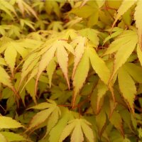 Fächerahorn Katsura 150-175cm C30