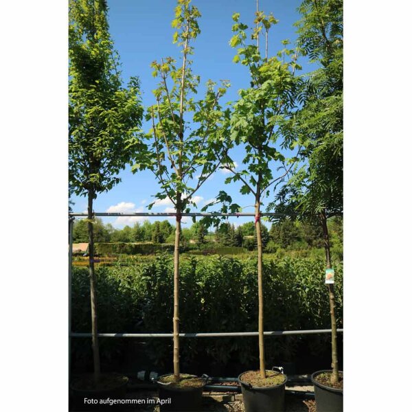 Spitz-Ahorn Hochstamm | 10-12cm Stammumfang C43