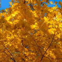 Spitz-Ahorn Hochstamm | 10-12cm Stammumfang C43