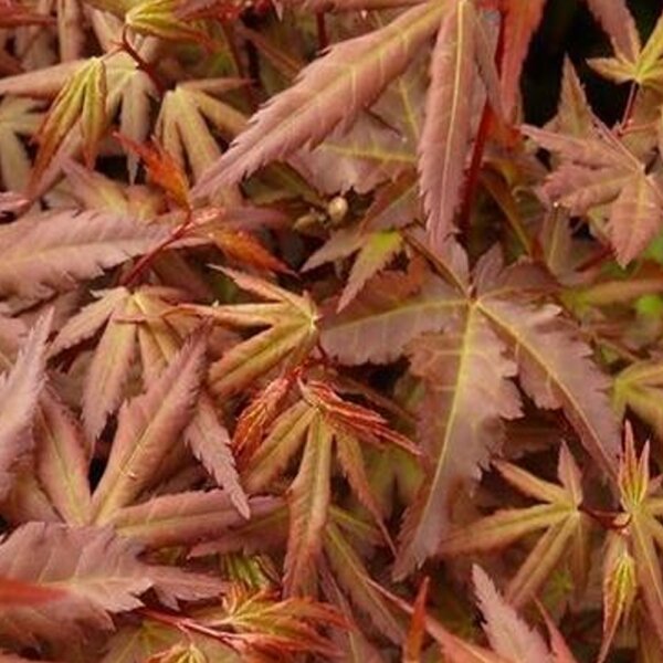 Fächerahorn Skeeters Broom 150-175cm C43