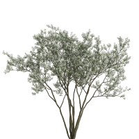 Kupfer Felsenbirne mehrstämmig 175-200cm Solitär im Co