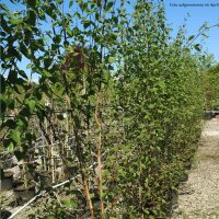 Himalaya- Birke 250-300cm 3-5-stämmig C30