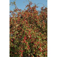 Zierapfel Red Jade Hochstamm | Stammumfang 14-16cm am Ballen