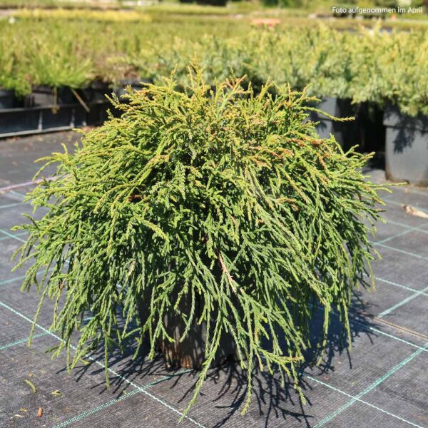 Grüne Zwerg-Fadenzypresse 20-30cm im Co