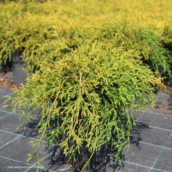 Gelbe Zwerg-Fadenzypresse Sungold 20-30cm im Co