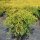 Gelbe Zwerg-Fadenzypresse Sungold 20-30cm im Co