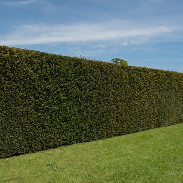 Hecken-Eibe Hicksii 50-60cm im 3l Topf