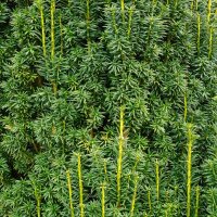 Hecken-Eibe Hicksii 50-60cm im 3l Topf