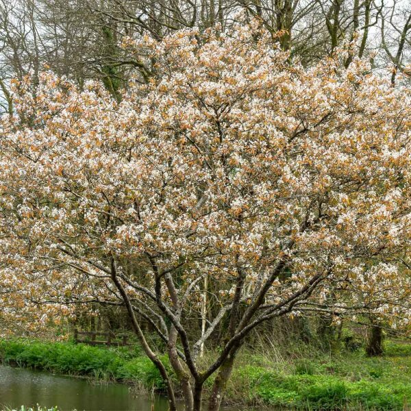 Kupfer Felsenbirne 175-200cm Solitär mehrstämmig am Ballen