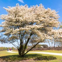 Kupfer Felsenbirne 175-200cm Solitär mehrstämmig am Ballen