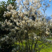 Kupfer Felsenbirne 175-200cm Solitär mehrstämmig am Ballen