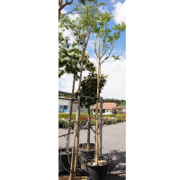 Seidenbaum Ombrella  Hochstamm | Stammhöhe 180-220cm...