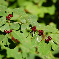 Gewöhnliche Heckenkirsche 100-150cm