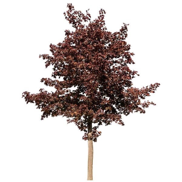 Blut-Ahorn Crimson King  Hochstamm | 12-14cm Stammumfang am Ballen