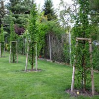 Säulen-Hainbuche Fastigiata 200-225cm im Topf