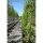 Säulen-Hainbuche Fastigiata 200-225cm im Topf