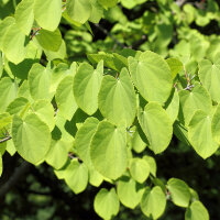 Chinesischer Judasbaum Avondale 60-80cm im 10l Topf