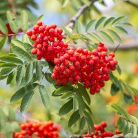 Eberesche mehrstämmig Solitär 250-300cm