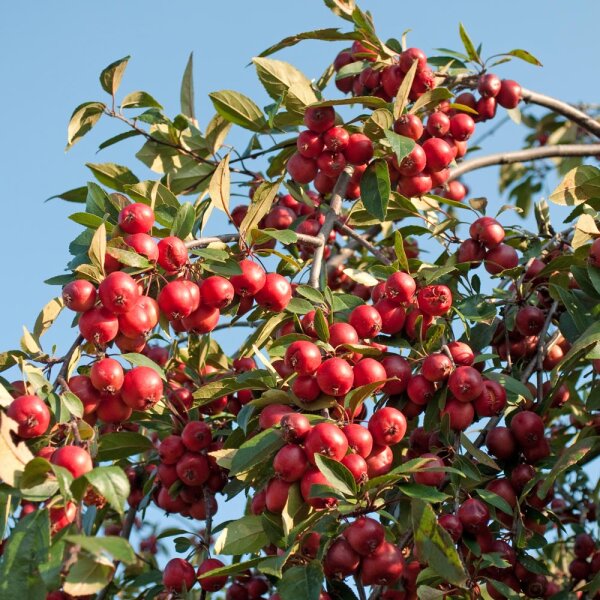 Zierapfel Red Jade Hochstamm | Stammumfang 10-12cm im Co