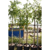 Zierapfel Red Jade Hochstamm | Stammumfang 10-12cm im Co