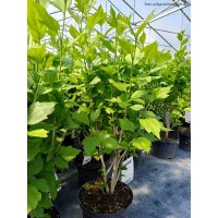 Garteneibisch Ardens 60-70cm im 5l Topf