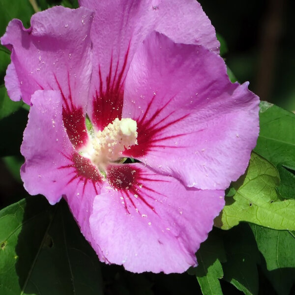 Garteneibisch Woodbridge 80-100cm im 10l Topf